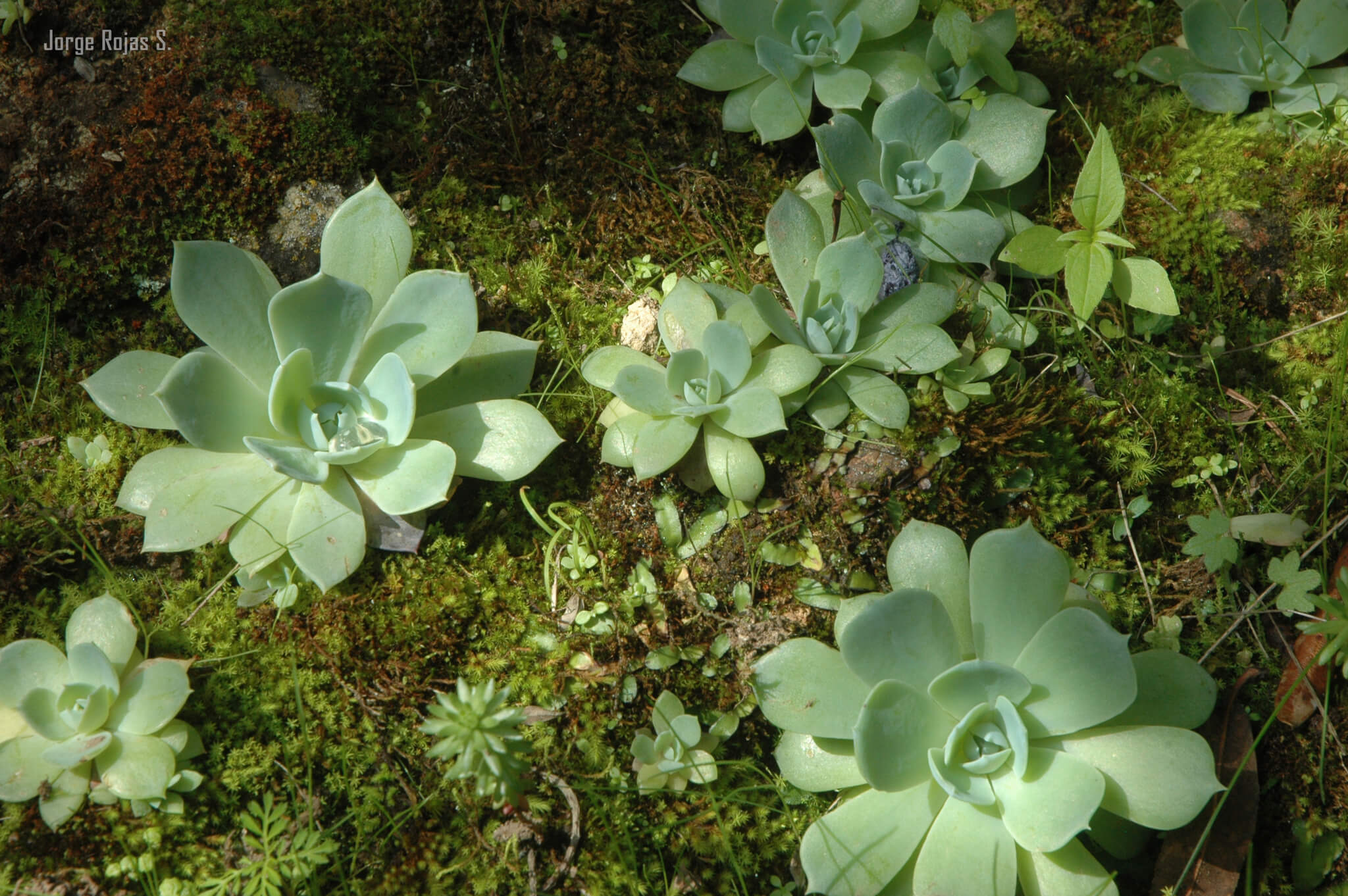 Echeveria setosa var. oteroi
